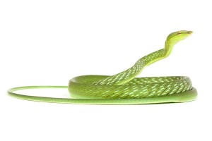Ahaetulla nasuta